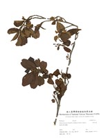 藏品(臺灣赤楊)的圖片